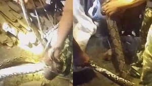 Ular Piton 4 Meter Mangsa Ayam di Lampung Timur