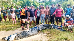 Buaya raksasa di Lampung Timur