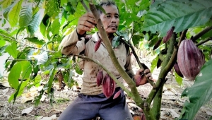 Petani Singkong di Lampung Timur Beralih Tanam Kakao