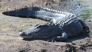 Buaya