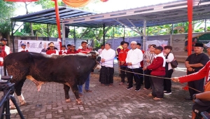 PDIP Lampung Potong 25 hewan kurban saat Idul Adha 2025