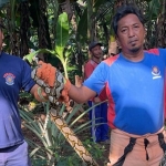 Evakuasi Ular Piton 4 Meter di Lampung Timur