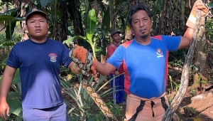 Evakuasi Ular Piton 4 Meter di Lampung Timur