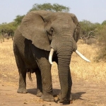 Gajah