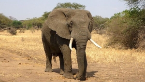 Gajah