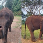 Gajah Rawana yang Lahir di Lembah Hijau Lampung Ulang Tahun ke-3