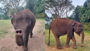 Gajah Rawana yang Lahir di Lembah Hijau Lampung Ulang Tahun ke-3