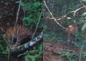 Anak Harimau Sumatera di Way Kambas Lampung