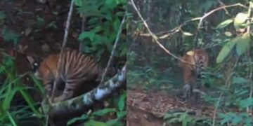 Anak Harimau Sumatera di Way Kambas Lampung