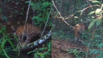 Anak Harimau Sumatera di Way Kambas Lampung