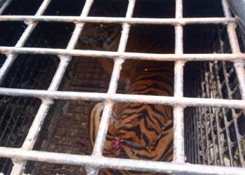 Harimau Sumatera Bakas