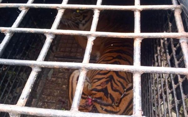 Harimau Sumatera Bakas