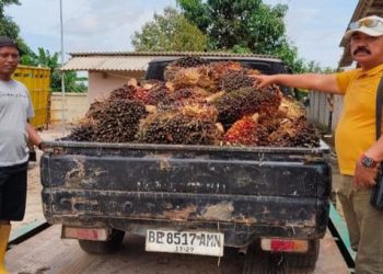 Pencuri Sawit di Lampung