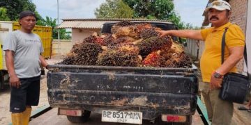 Pencuri Sawit di Lampung
