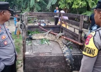 Buaya ditangkap warga di Lampung Timur