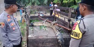 Buaya ditangkap warga di Lampung Timur
