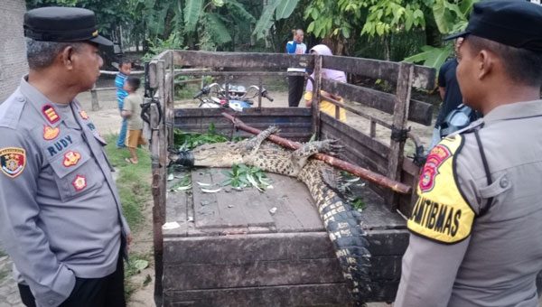 Buaya ditangkap warga di Lampung Timur