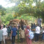 Melihat dan memberi makan gajah di Lembah Hijau Lampung