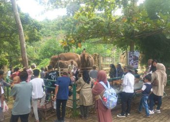 Melihat dan memberi makan gajah di Lembah Hijau Lampung