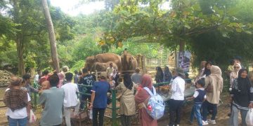 Melihat dan memberi makan gajah di Lembah Hijau Lampung
