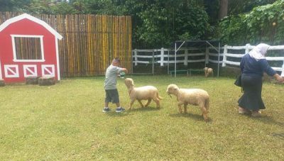 Memberi makan Domba Merino di Lembah Hijau Lampung