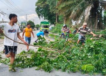Pohon tumbang di Lampung Tengah