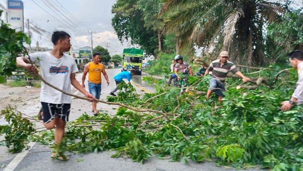 Pohon tumbang di Lampung Tengah