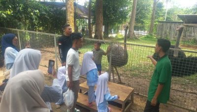 Burung unta di Lembah Hijau Lampung