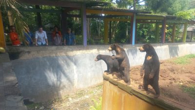 Stevan Tokin melihat Beruang Madu di Taman Satwa Lembah Hijau Lampung