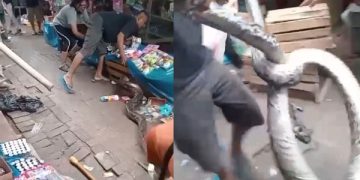 Ular Piton di Bandar Lampung