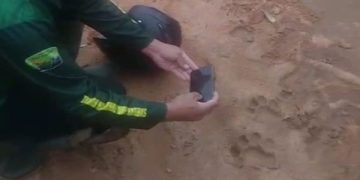 Jejak harimau di perkebunan nanas Lampung Timur