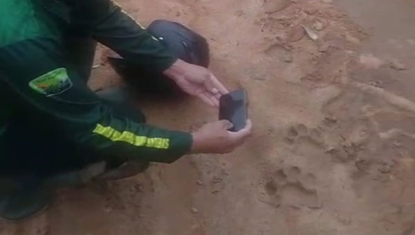 Jejak harimau di perkebunan nanas Lampung Timur