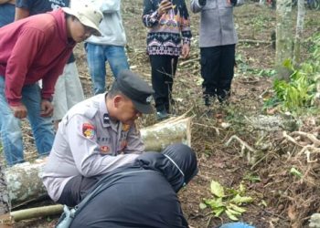 Warga Tanggamus Tertimpa Pohon