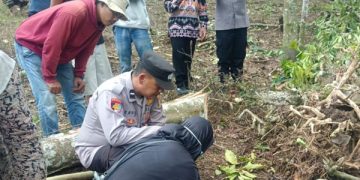 Warga Tanggamus Tertimpa Pohon