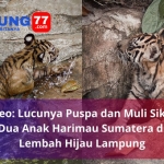 Video 2 anak Harimau Sumatera di Lembah Hijau Lampung diberi nama Puspa dan Muli Sikop