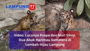 Video 2 anak Harimau Sumatera di Lembah Hijau Lampung diberi nama Puspa dan Muli Sikop