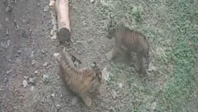 Dua Anak Harimau Sumatera Lahir di Lembah Hijau Lampung