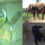 Anak Harimau Sumatera dan Gajah Sumatera serta Beruang Madu yang Lahir di Lembah Hijau Lampung