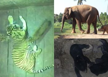 Anak Harimau Sumatera dan Gajah Sumatera serta Beruang Madu yang Lahir di Lembah Hijau Lampung