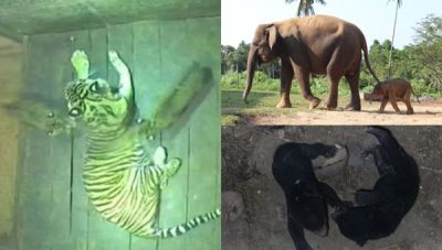 Anak Harimau Sumatera dan Gajah Sumatera serta Beruang Madu yang Lahir di Lembah Hijau Lampung