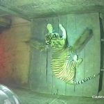 Dua Anak Harimau Sumatera Lahir di Lembah Hijau Lampung
