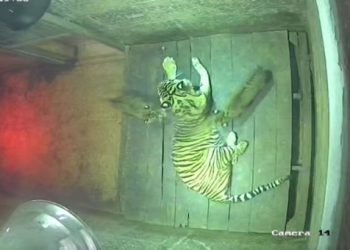 Dua Anak Harimau Sumatera Lahir di Lembah Hijau Lampung