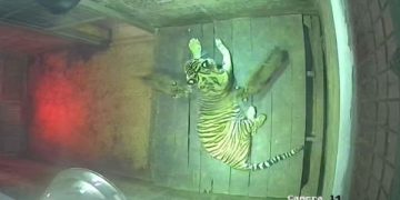 Dua Anak Harimau Sumatera Lahir di Lembah Hijau Lampung