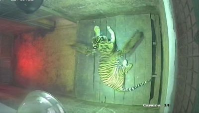 Dua Anak Harimau Sumatera Lahir di Lembah Hijau Lampung