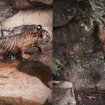Dua Anak Harimau Sumatera di Lembah Hijau Lampung diberi nama Puspa dan Muli Sikop