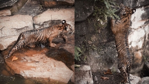Dua Anak Harimau Sumatera di Lembah Hijau Lampung diberi nama Puspa dan Muli Sikop