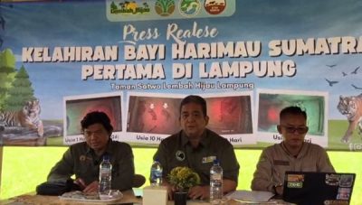 Konferensi Pers kelahiran dua anak Harimau Sumatera di Lembah Hijau Lampung