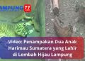 Video Anak Harimau Sumatera Lahir di Lembah Hijau Lampung
