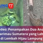 Video Anak Harimau Sumatera Lahir di Lembah Hijau Lampung