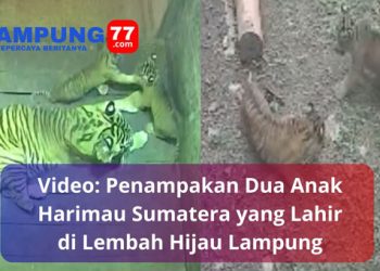 Video Anak Harimau Sumatera Lahir di Lembah Hijau Lampung